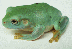Baby green tree frog