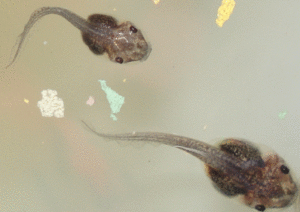 Two different sized green tree frog tadpoles about to eat floating fish food.