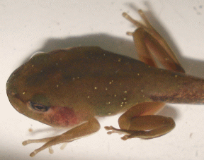 Day 26 green tree frog tadpole. Both legs have now grown in shape, muscle and form. The first arm has emerged.