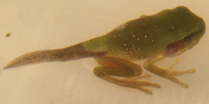 The green tree frog tadpoles are absorbing their tails