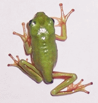 Green Tree Frog baby