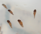 Green tree frog tadpoles. They don't move much to start with and look as if they just hang in the water