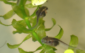 Day 4 green tree frog tadpoles swimming and eating amongst the water plants