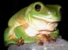 Green Tree Frogs