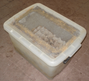 speckled feeder roach breeding tub